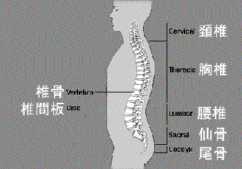 脊椎の各部位